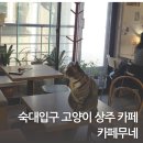 카페 무 | 숙대입구 고양이가 있는 조용한 카페 '카페무네' 내돈내산 후기 (반려동물 동반 가능)