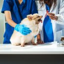 울산에스동물메디컬센터 이미지