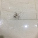 독일 알페신 샴푸 - 한 통 다 쓰는 과정 동안 리뷰