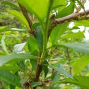 산골복숭아농장 이미지