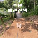 신대호수 스텝파크 앞 | 수원 애견산책 광교호수공원(신대호수공원) 산책코스, 주차장, 편의시설 정보