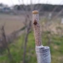 봄이네농장 이미지