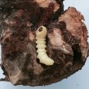 하늘소 농장 이미지