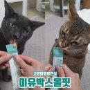 프리미유 | 전연령 고양이영양간식 미유박스올핏 급여후기