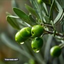 기초 소묘 및 수채화 | 🌿 더함미술 경북도청점 11월 아트 프로젝트: '영원한 생명' 올리브, 소묘와 수채화로 탐구하다!🌿 🎨