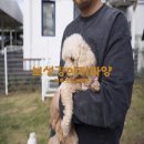 보성강아지파양 걱정 끝 행복 시작 후기