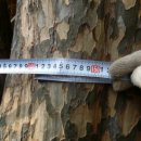 모과나무집 이미지