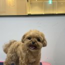 테일러퍼피 | [창원애견미용] 망고의 사랑스러운 변신 — 테일러퍼피 창원점 미용후기