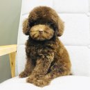 도그웨이 청주점 이미지