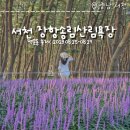 서천 장항 가볼만한곳, 장항송림산림욕장 8월 서천 맥문동 축제
