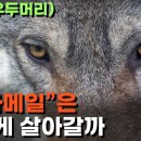 늑대, 낭만 그 자체인 동물? (David Mech '알파메일'의 어원을 둘러싼 오해) | 과학귀신 25.07.21 이미지