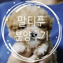 브리더하우스 | 말티푸 분양 후기 브리더하우스