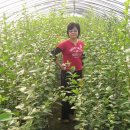 아원농장 이미지