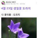 도라지꽃에 얽힌 이야기 이미지