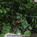 진애