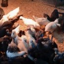 태성농장3 이미지