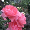 장미찻집 이미지