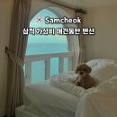평화하우징 | 삼척 피스하우징 | 애견 동반 펜션 가성비 10만원대 예약, 전 객실 오션뷰, 내돈내산 후기