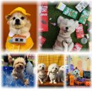 놀러오개 애견유치원 애견호텔 북위례 하남점 이미지