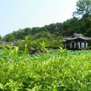 강릉햇살 Daum카페