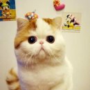 나만고양이없어 이미지