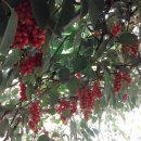 다락골농장 이미지