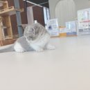 대전고양이분양 루나캣 이미지