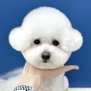 밍그루밍 이미지