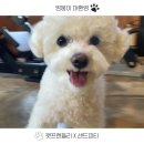 샌드피티 이미지