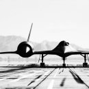 Blackbird 이미지