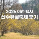KT이천지점(32950) | 이천백사 산수유꽃축제 실시간리뷰 일정 주차 셔틀 개화현황
