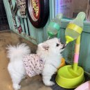 으르렁애견카페 | [파주 강아지카페] 운정 으르렁 애견카페 추천!