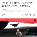 "새가 나를 피했어야지"…일본서 비둘기 치어죽인 택시 운전사 체포 이미지