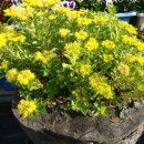 야생화 카페 펜션 이미지