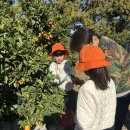 드림농원 | 제주 감귤체험 추천! 도민이 직접 다녀온 감귤체험드림농원 리얼 후기