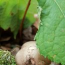 약용버섯 표고버섯의 효능과 음용법-변비,대장암 ♦ 표고버섯의 효능 ▷ 고서에 나온 표고버섯의 효능 이미지
