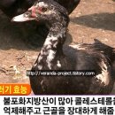 몽산포 기러기농장 티스토리