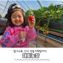 대림1농장 | 경기도 딸기체험농장 안산 대림농원 딸기수확 만들기 체험까지 내돈내산