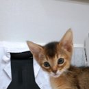 송도건국동물병원 이미지