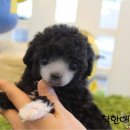 명애견센터 이미지