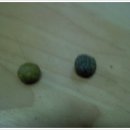 얼큰이네 이미지