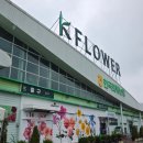케이플라워 대화점 후기｜꽃집인 줄 알고 들어갔다가 한참 구경하고 나온 곳 🌷