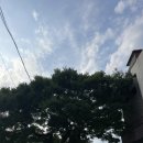 세화수목 이미지