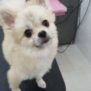 개멋지냥 이미지