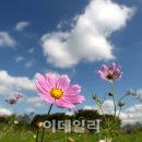 푸른하늘 이미지