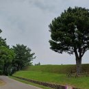 제주 항파두리 항몽 유적 | 제주 항파두리 항몽 유적 : 사진 명소 &#39;나 홀로 나무&#39;가 있는 곳