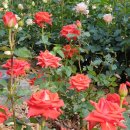 홍천군산림조합(가리산자연휴양림) 네이버블로그