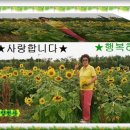 근만 Daum카페
