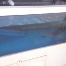 불타는낙지 이미지