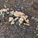 오음초병설유치원 이미지